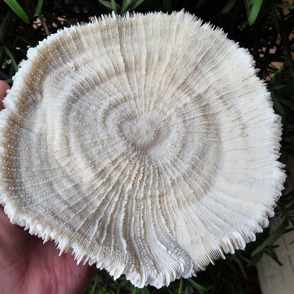 huge giant 7 inch mushroom sea shell coral reef aquarium natural decor - Picture 6 of 7